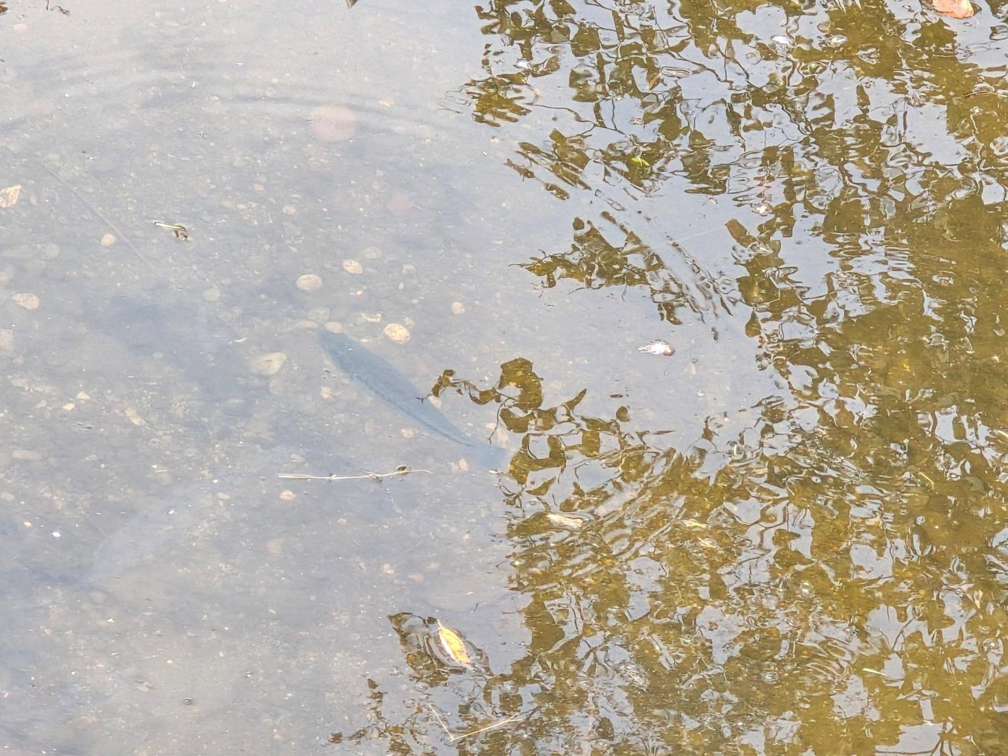 Cabana El Rio La Grande Zacatlán Zewnętrze zdjęcie